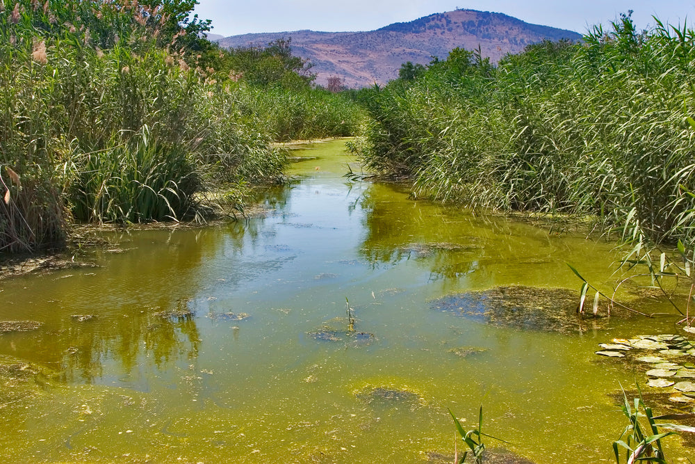 stagnant water